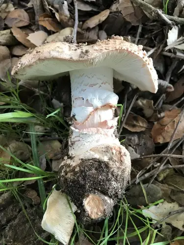 Blushing Bride (Amanita novinupta), photo