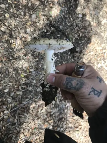 Western American Destroying Angel (Amanita ocreata), photo