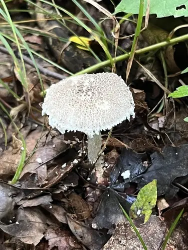 Gunpowder Amanita (Amanita onusta), photo