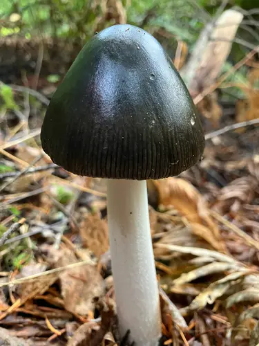 Stuntz's Great Ringless Amanita (Amanita pachycolea), photo