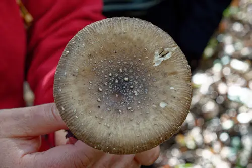 Panther Cap (Amanita pantherina), photo