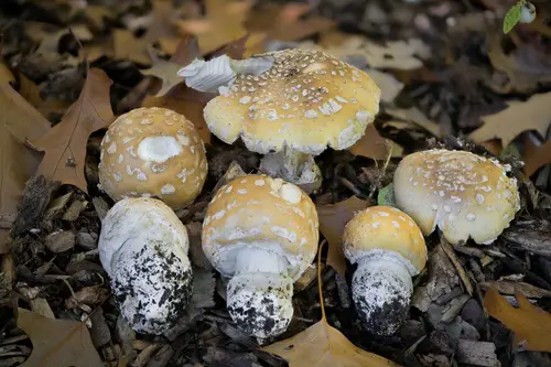 Western American False Panther (Amanita pantherinoides), photo