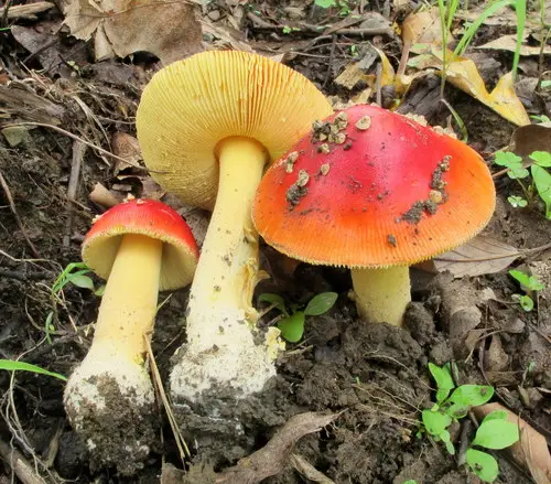 False Caesar's Mushroom (Amanita parcivolvata), photo