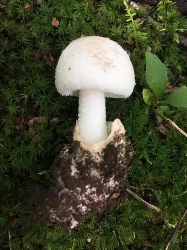 Amanita peckiana (Amanita peckiana), photo