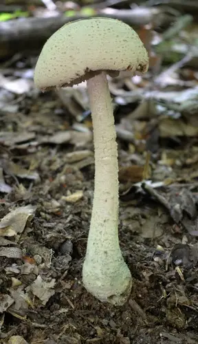 Bruising Lepidella (Amanita pelioma), photo