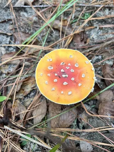 Peach-Colored Fly Agaric (Amanita persicina), photo