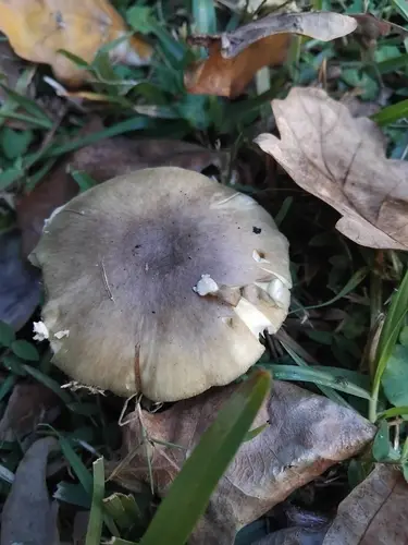 Death Cap (Amanita phalloides), photo