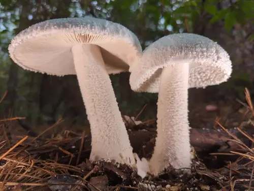 Plateful Of Pyramids Lepidella (Amanita polypyramis), photo