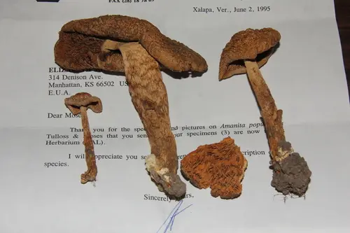 Poplar-Loving Ringless Amanita (Amanita populiphila), photo
