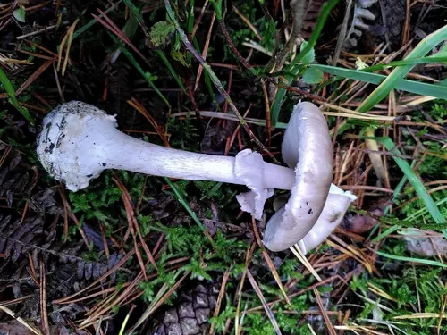 Grey Veiled Amanita (Amanita porphyria), photo