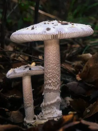 Protected Ringless Amanita (Amanita protecta), photo