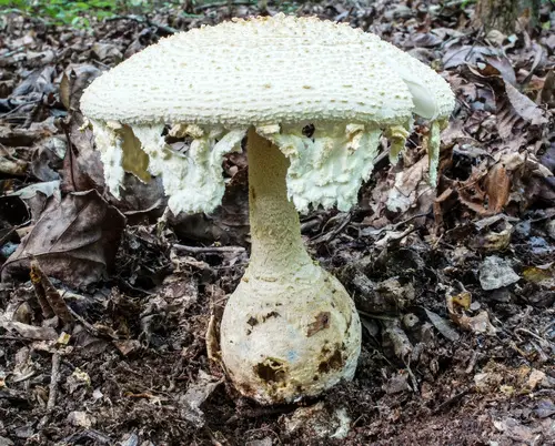 Ravenel's Lepidella (Amanita ravenelii), photo