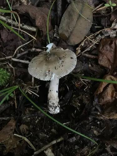 Shaggy Legged Ringless Amanita (Amanita rhacopus), photo