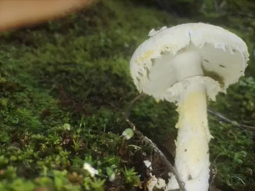 Amanita rhoadsii (Amanita rhoadsii), photo