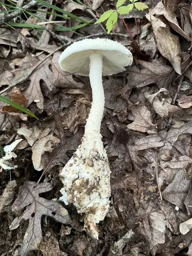 American Club-Footed Lepidella (Amanita rhopalopus), photo
