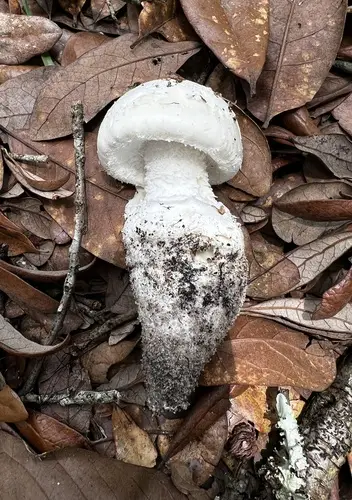 Roanoke Limbed Lepidella (Amanita roanokensis), photo