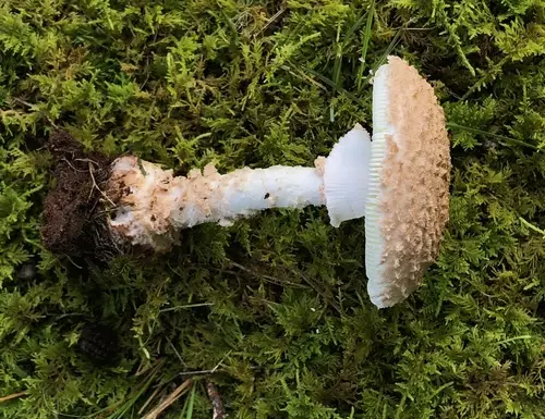 Rose-Tinted Amanita (Amanita roseotincta), photo