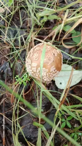 Blusher (Amanita rubescens), photo