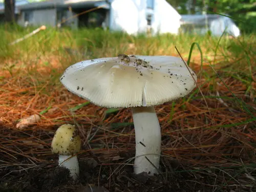 Russula-Like Amanita (Amanita russuloides), photo
