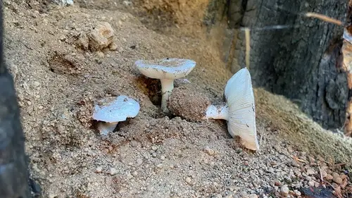 Kauffman's Forest Lepidella (Amanita silvicola), photo