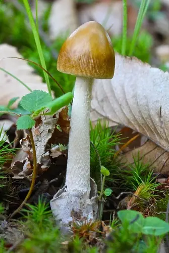 Mandarin Yellow Ringless Amanita (Amanita sinicoflava), photo