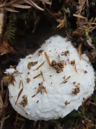 Smith's Amanita (Amanita smithiana), photo