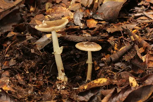 Old Potato Amanita (Amanita solaniolens), photo