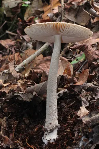Little Sister Ringless Amanita (Amanita sororcula), photo
