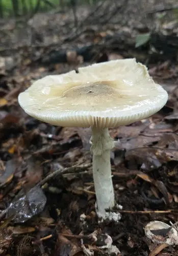 Hated Caesar (Amanita spreta), photo