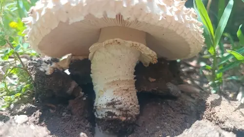 Warted Amanita (Amanita strobiliformis), photo
