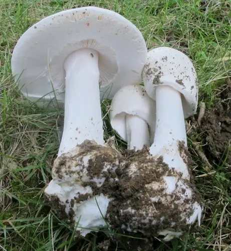 Garlic-Odored Death Cap (Amanita suballiacea), photo