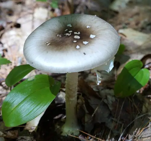 Ball Gown Amanita (Amanita submaculata), photo