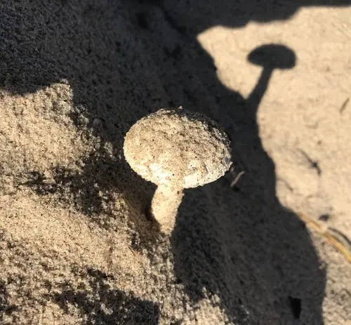 American Solitary Lepidella (Amanita subsolitaria), photo