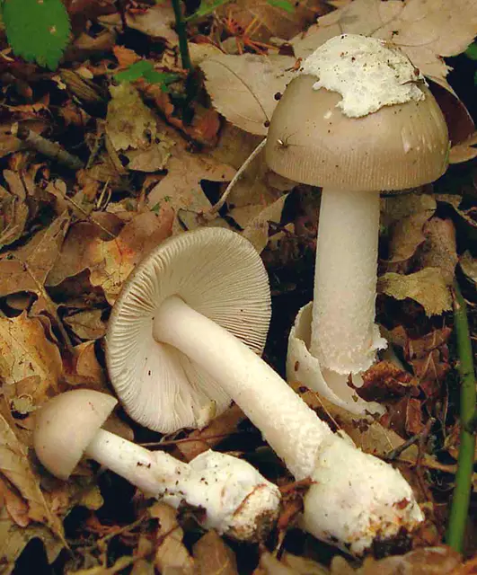 Grisette (Amanita vaginata), photo