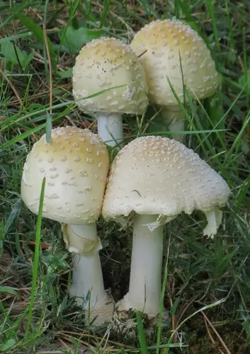 Great Funnel-Veil Amanita (Amanita velatipes), photo