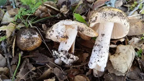 Bittersweet Orange Ringless Amanita (Amanita velosa), photo