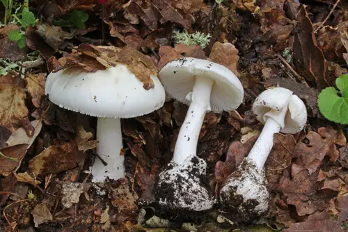 Fool's Mushroom (Amanita verna), photo