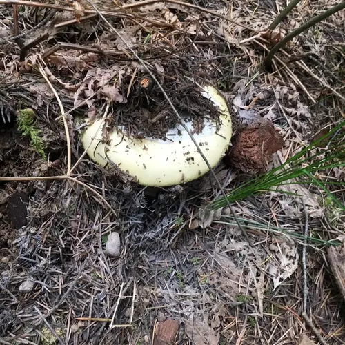 Ballen's Spring American Caesar (Amanita vernicoccora), photo