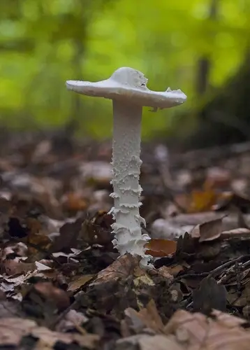 Destroying Angel (Amanita virosa), photo