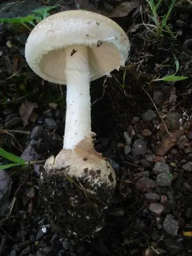 American Amidella (Amanita volvata), photo
