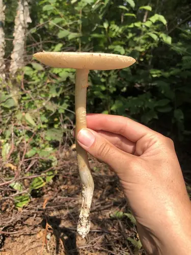Salmon Amanita (Amanita wellsii), photo