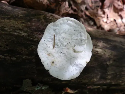 Bitter Bracket (Amaropostia stiptica), photo