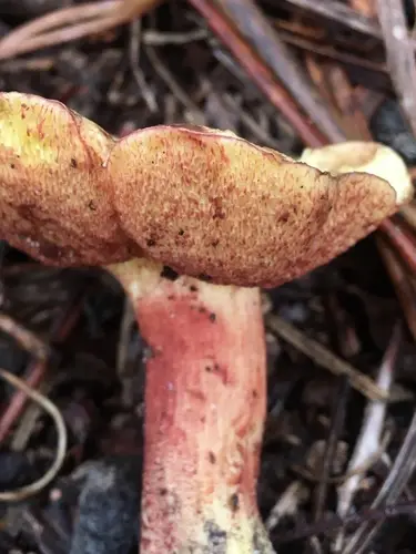 Amoenoboletus weberi (Amoenoboletus weberi), photo