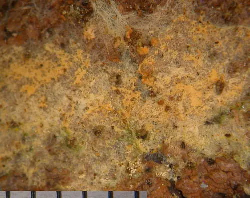 Cratered Duster (Amphinema byssoides), photo