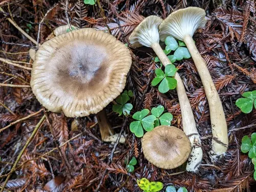 Smoky Brown Funnel (Ampulloclitocybe avellaneialba), photo