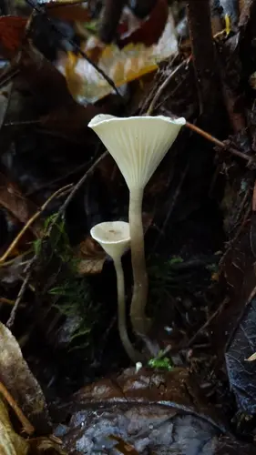 Club Foot (Ampulloclitocybe clavipes), photo