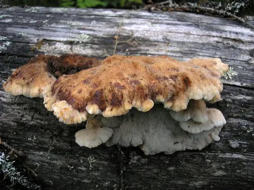 Amylocystis lapponica (Amylocystis lapponica), photo