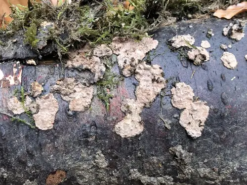 Powdered Duster (Amylostereum chailletii), photo