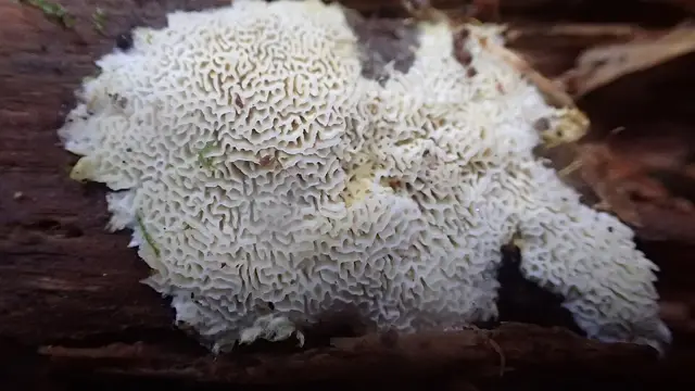 Anomoloma albolutescens (Anomoloma albolutescens), photo