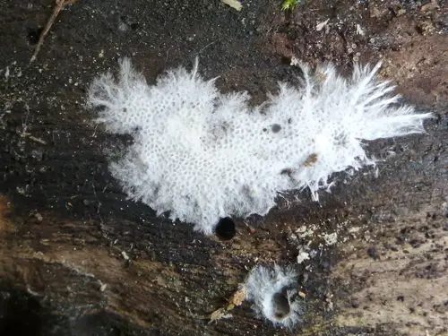 Anomoloma myceliosum (Anomoloma myceliosum), photo